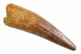 Fossil Spinosaurus Tooth - Real Dinosaur Tooth #253497-1